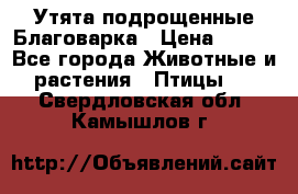 Утята подрощенные Благоварка › Цена ­ 100 - Все города Животные и растения » Птицы   . Свердловская обл.,Камышлов г.